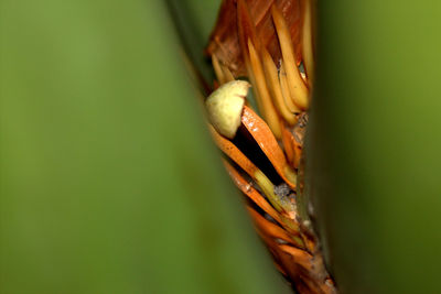 Close-up of insect on leaf