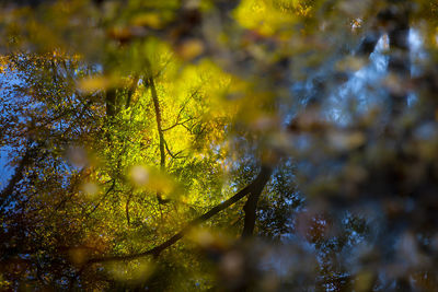 Low angle view of maple leaves on tree during autumn