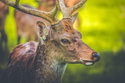Close-up of deer standing in forest