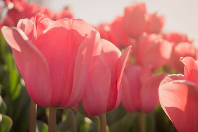 Close-up of pink tulips