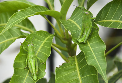 Close-up of green leaves