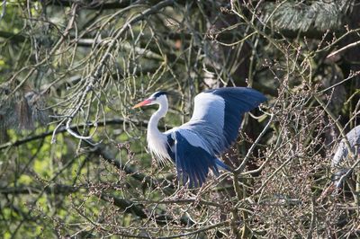 High angle view of gray heron perching on tree