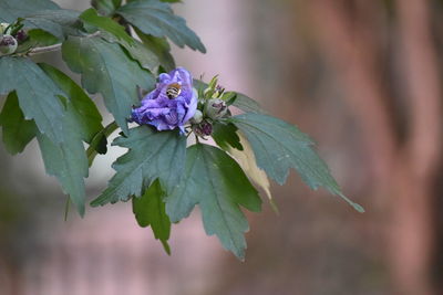 Close-up of purple flowering plant