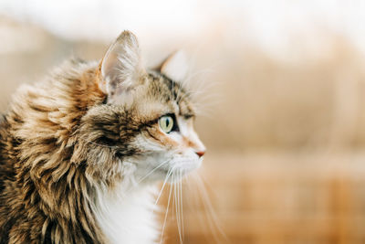 Close-up of a cat looking away