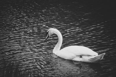 High angle view of swan swimming in lake
