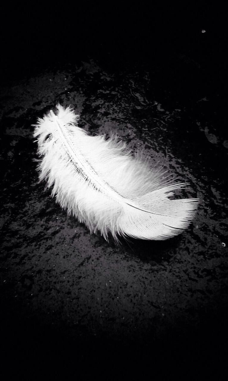 high angle view, white color, close-up, feather, nature, ground, shadow, no people, night, outdoors, white, plant, sunlight, fragility, field, vignette, growth, single object, single flower