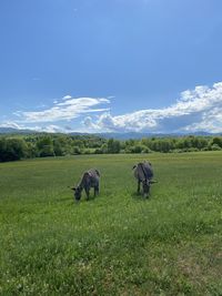 Horses in a field