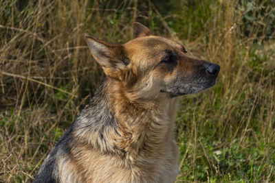 Close-up of a dog looking away