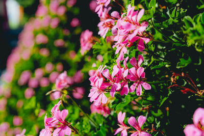 Close-up of pink flowering plant