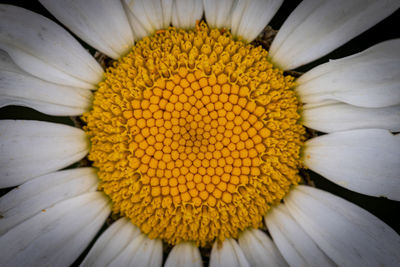 Close-up of yellow flower pollen