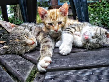 Portrait of cats resting