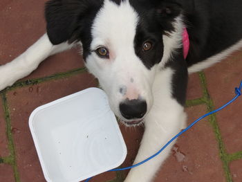 High angle portrait of dog