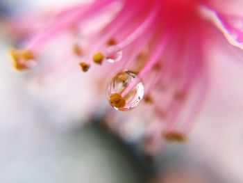 Close-up of water drops on flower