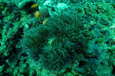 View of fish underwater