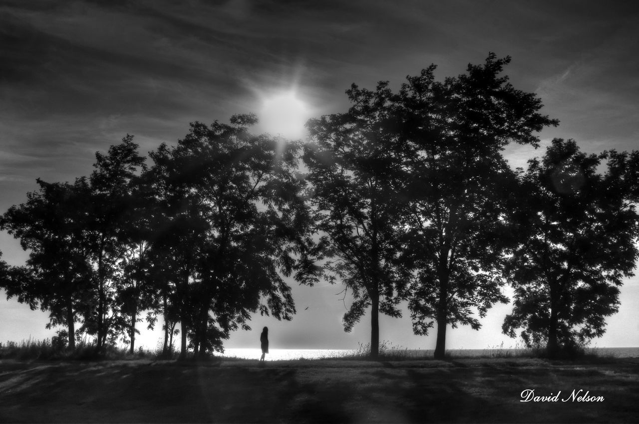 tree, tranquility, tranquil scene, sun, silhouette, sky, scenics, beauty in nature, sunlight, nature, sunbeam, growth, water, tree trunk, sunset, idyllic, branch, cloud - sky, landscape, non-urban scene