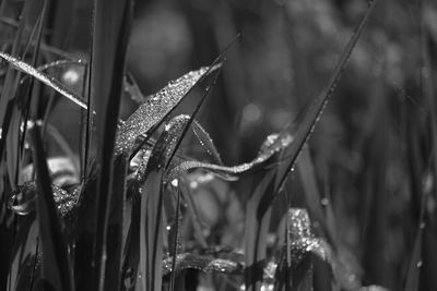 Close-up of wet plants during rainy season