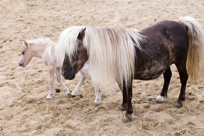 Brown mare mother with long pale mane standing close to adorable pale miniature newborn foal 