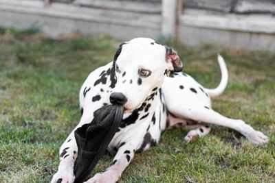 Dalmatian dog holding shoe in mouth on grassy field