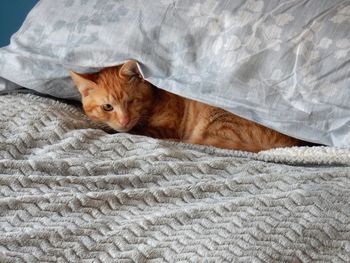 Portrait of cat lying on bed