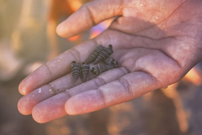 Cropped hand holding seashells