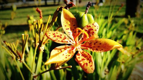 Close-up of flowers