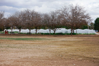 Trees on field against sky