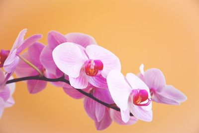 Close-up of pink roses against white background