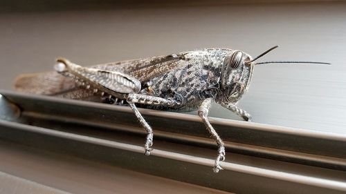 Close-up of butterfly