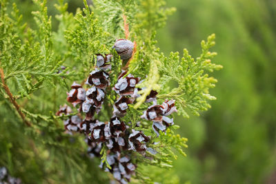 Close-up of mushrooms growing on plant