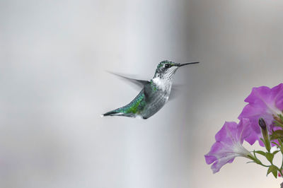 Close-up of bird flying against sky