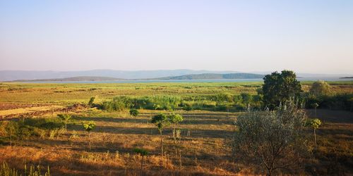 Scenic view of field against clear sky