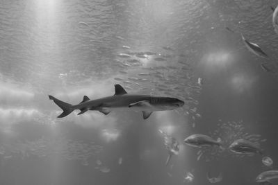 Fish swimming in sea
