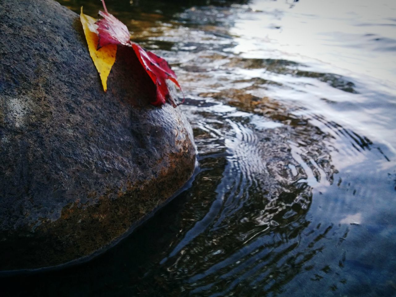 water, reflection, nature, waterfront, rippled, high angle view, beauty in nature, close-up, lake, outdoors, wet, day, rock - object, leaf, no people, pond, tranquility, motion, floating on water, river