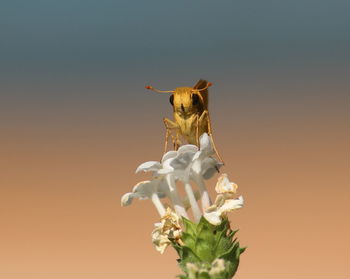 Close-up of moth pollinating on white flower