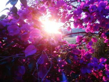 Pink flowers blooming in park