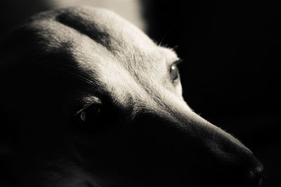 Close-up of greyhound against black background