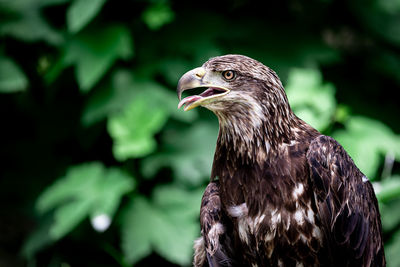 Close-up of eagle