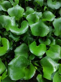 Full frame shot of wet plant