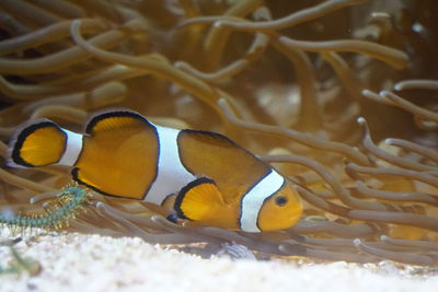 Close-up of fish swimming in sea