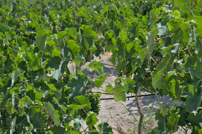 Vineyard and plants growing on field