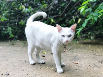 Portrait of white cat standing outdoors