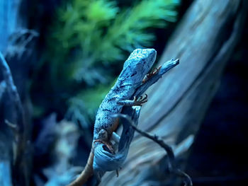 Close-up of blue lizard