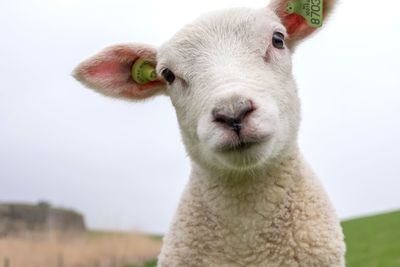 Sweet lamb watching my into my camera