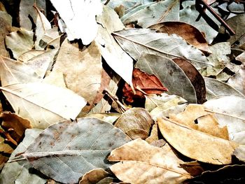 Close-up of autumn leaves