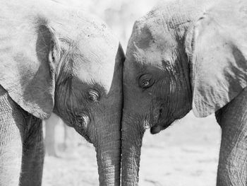 Close-up of elephant