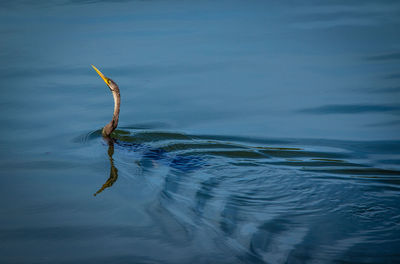 Bird swimming in lake