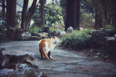 Cat in park