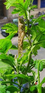 Close-up of insect on plant