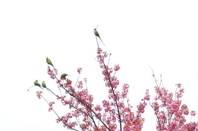 Low angle view of flowers against clear sky