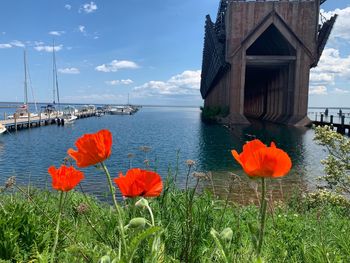 Scenic view of red flowering plants against sky